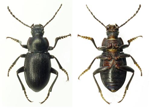 Euboeus laticollis